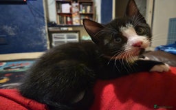 Mixed Breed cats for sale: Kittens for sale - Image 7