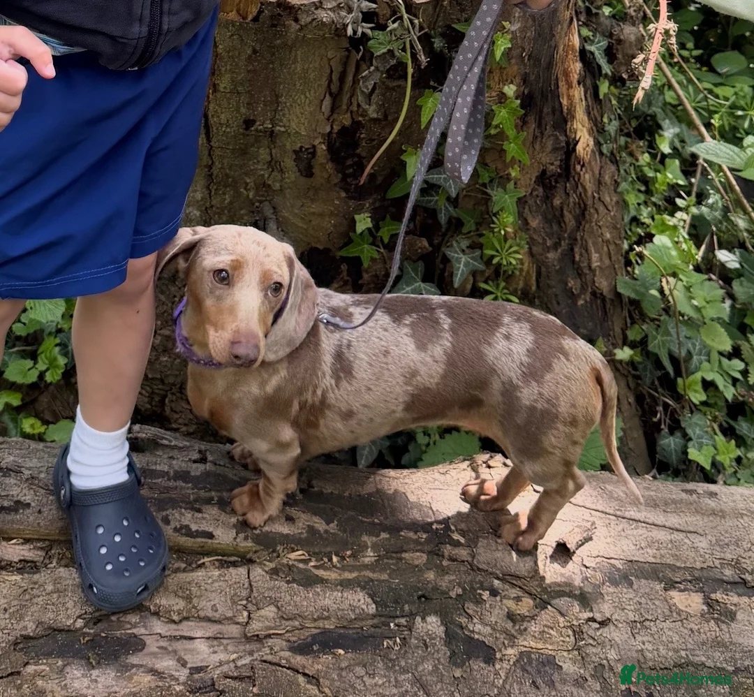 Miniature Dachshund dogs for sale: 🤩Beautiful miniature dachshund puppies🤩  - Advert 19