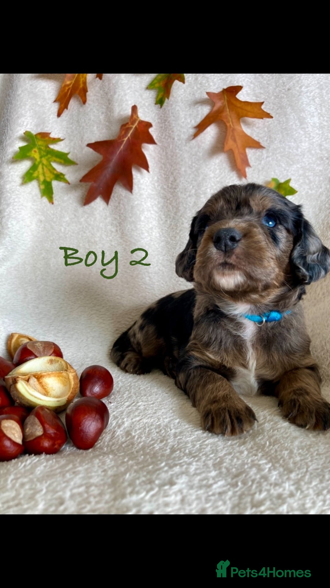 Cockapoo dogs for sale: Meet your new best friend!! - Image 7