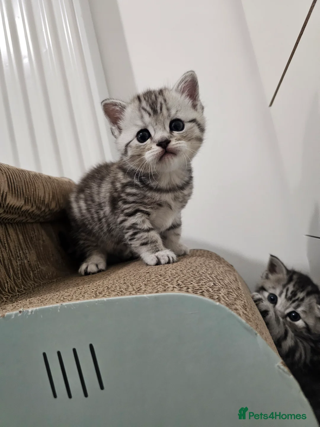 Mixed Breed cats for sale: Scottish Fold Mix Kittens for Sale - Advert 11
