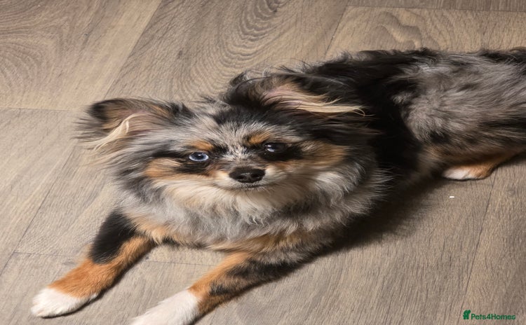 Pomeranian dogs - Advert 5