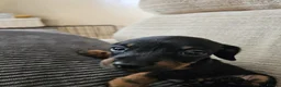 Dachshund dogs for sale: Pure Bred Dachshunds  - Advert 8
