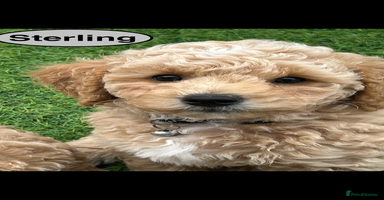 Maltipoo dogs - Advert 12
