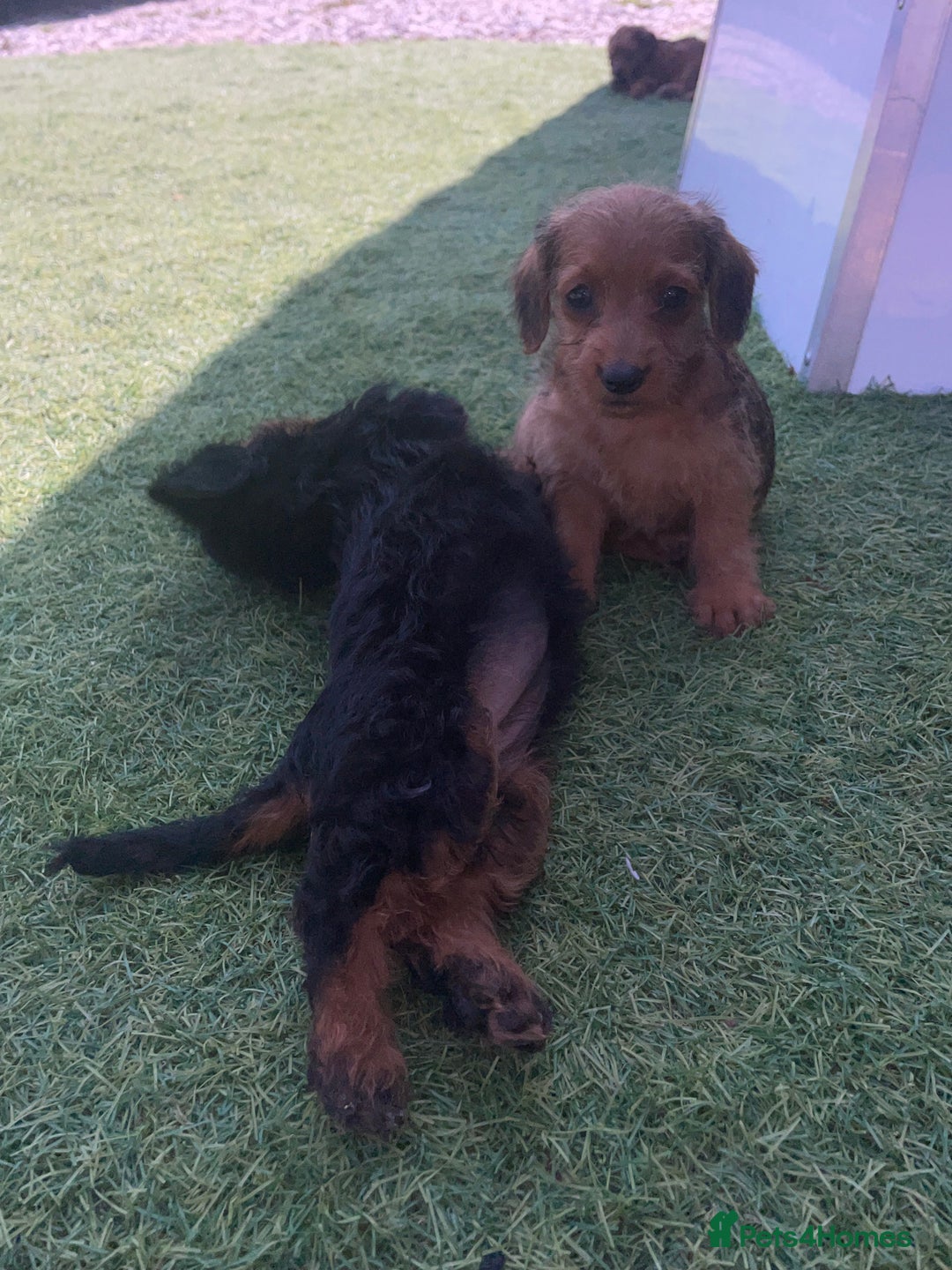 Doxiepoo dogs for sale: Doxiepoos - Image 11