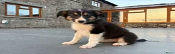 Border Collie dogs for sale: Beautiful Welsh Border Collie Puppies in Brecon - Advert 12
