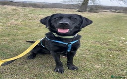 Mixed Breed dogs for adoption: Holly is in search of her forever home.  - Image 4