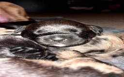 American Bully dogs for sale: RARE FLUFFY POCKET BULLIES - Image 16