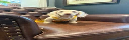 Miniature Dachshund dogs for sale:  Chocolate long hair dapples  - Advert 10