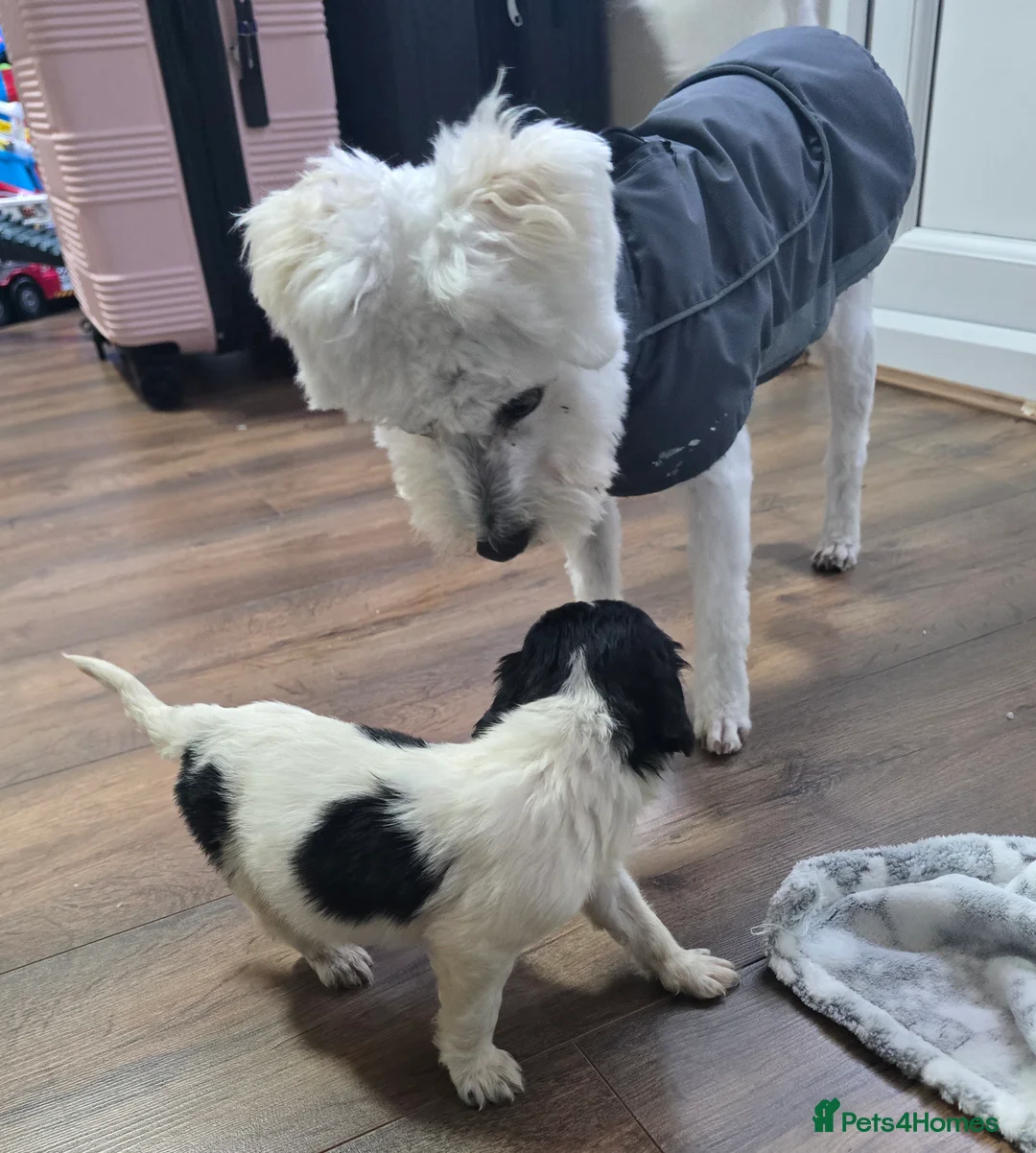 Mixed Breed dogs for sale: Malchi puppies  - Advert 3