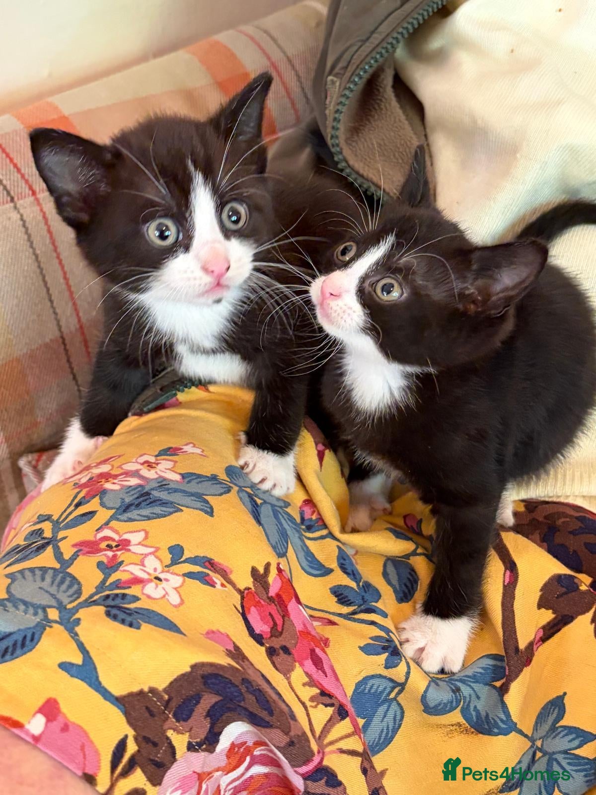 Mixed Breed cats Kittens from loving country cottage home - Advert 1
