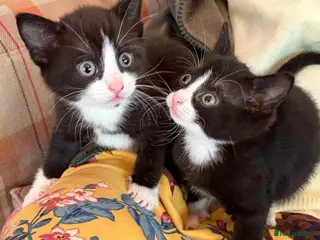 Mixed Breed cats Kittens from loving country cottage home - Advert 1