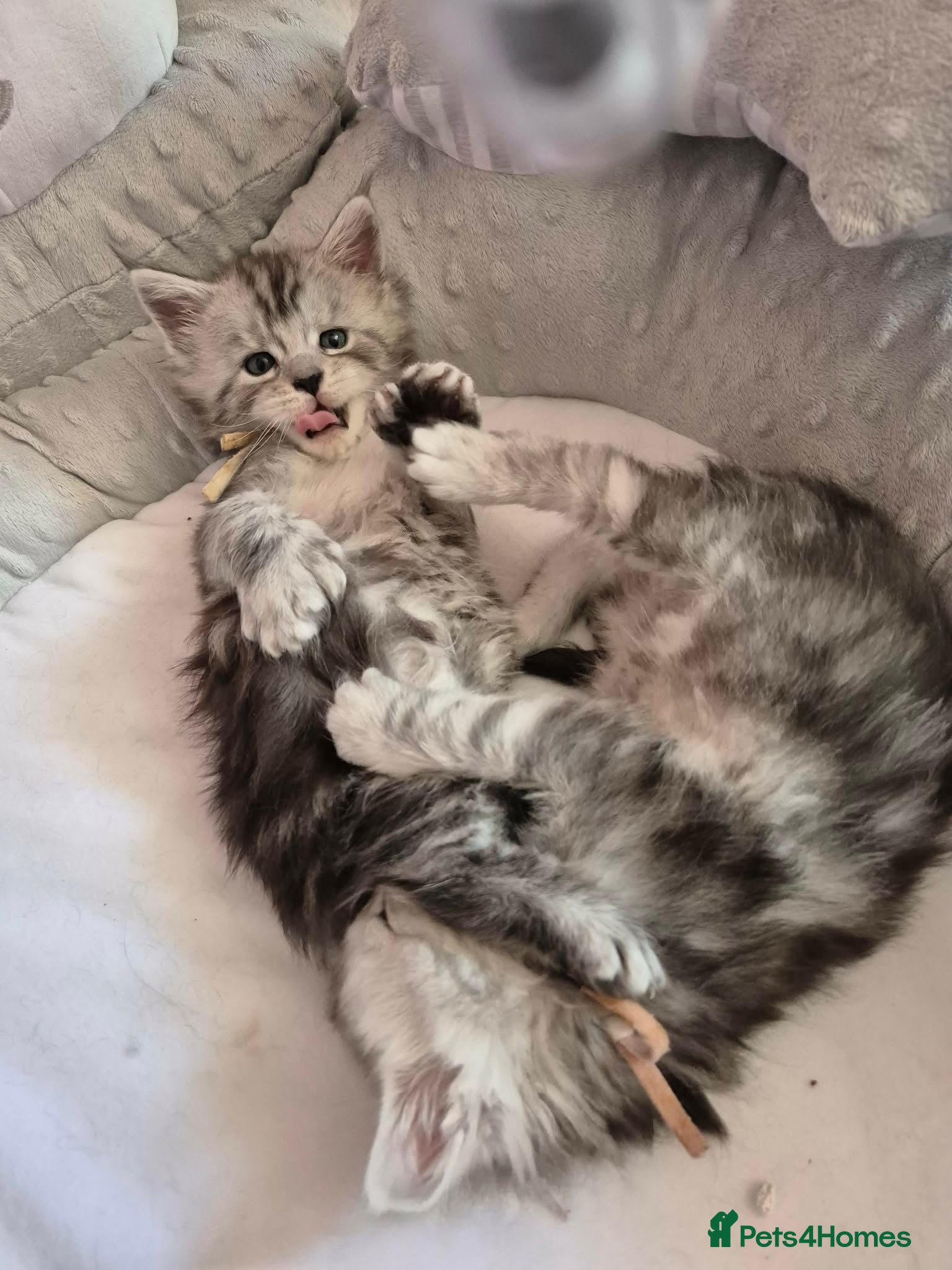 Maine Coon cats Mainecoon Kittens Tica Reg - Advert 17