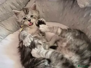 Maine Coon cats Mainecoon Kittens Tica Reg - Advert 17