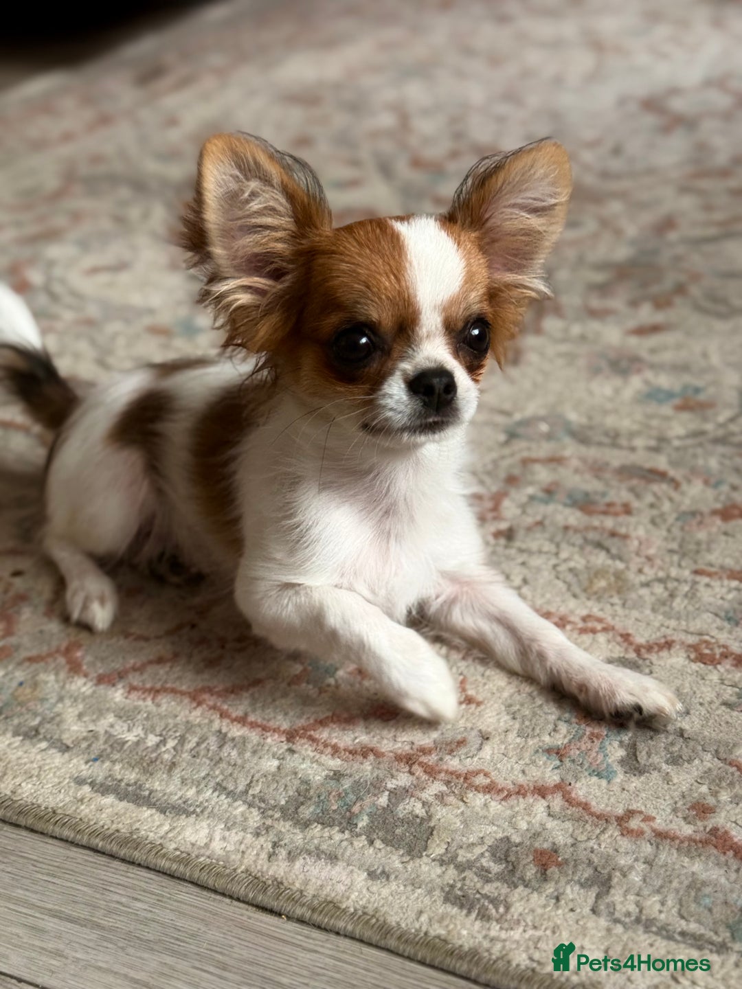 Chihuahua dogs for sale: Stunning 6 month old female  - Image 2