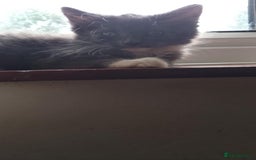 LaPerm cats for sale: LAST Female Grey Laperm X - Image 4