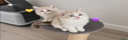 Ragdoll cats for sale: Ragdoll breed kittens 💙 - Advert 8