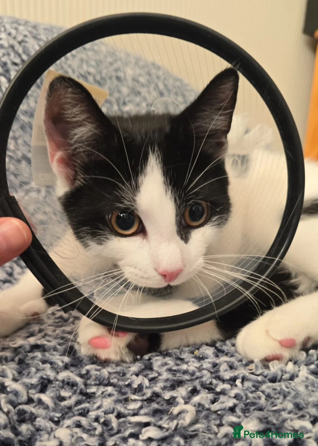 Turkish Angora cats for sale: Friendly kittens-male and female - Advert 2
