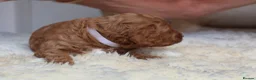 Cockapoo dogs for sale: ELITE COCKAPOOS HAVE 2 F1 COCKAPOO PUPS AVAILABLE - Advert 17