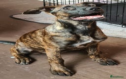 Mixed Breed dogs for sale: Last Brindle Female  - Image 1