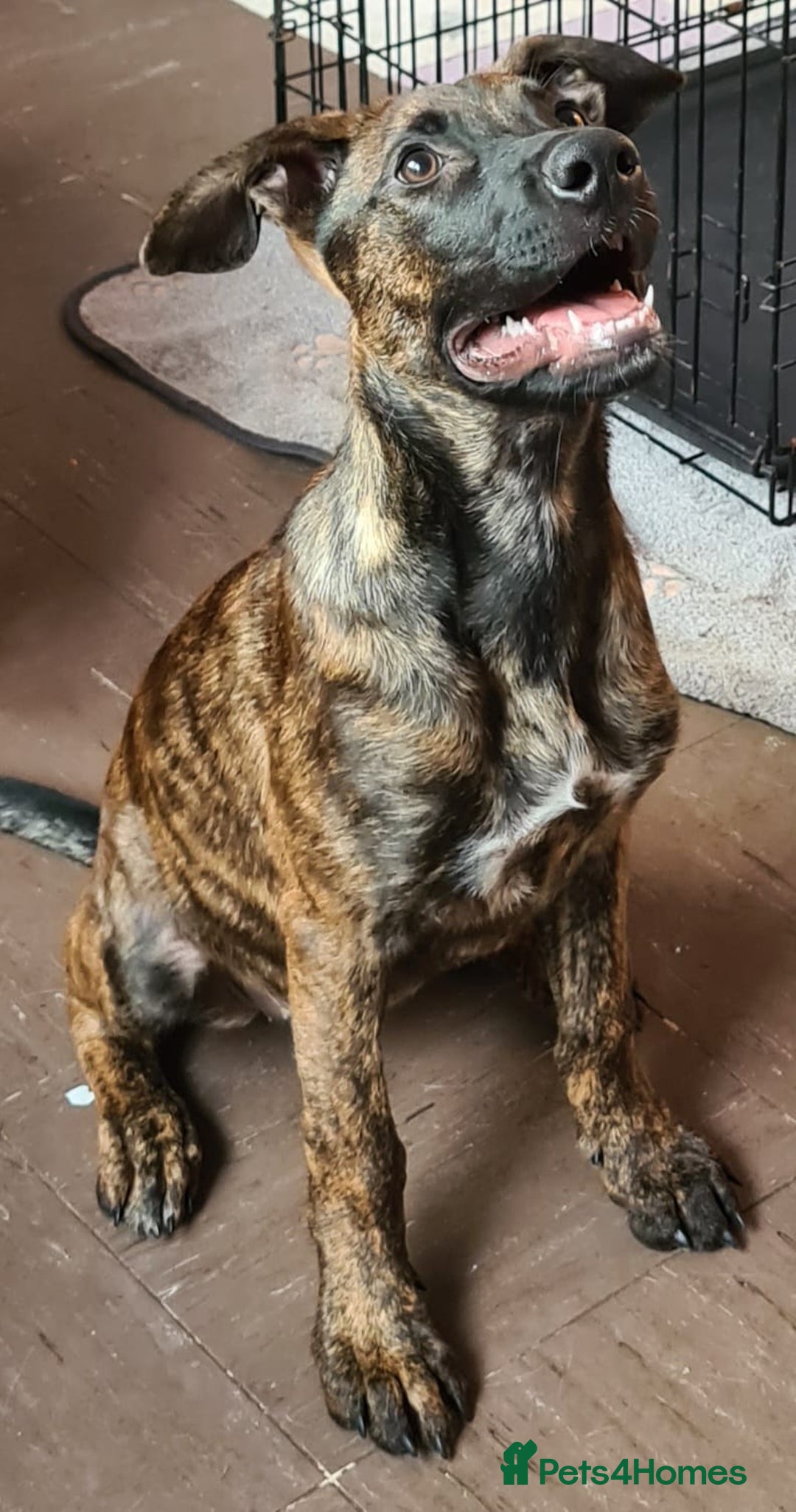 Mixed Breed dogs for sale: Last Brindle Female  - Image 1