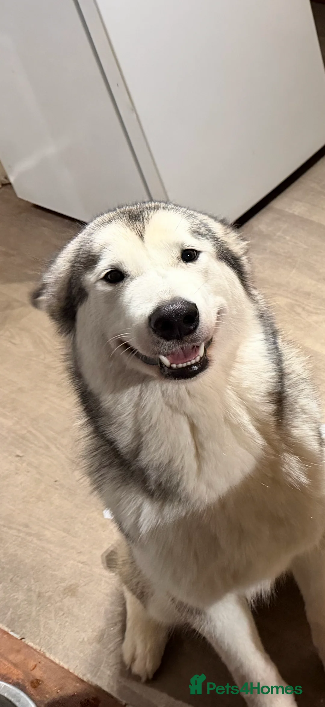 Alaskan Malamute dogs for sale: 2 female Alaskan malamutes 🩷 - Advert 11