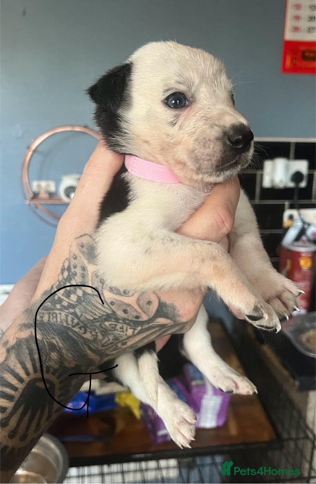 Border Collie dogs for sale: Border collie puppies - Image 11