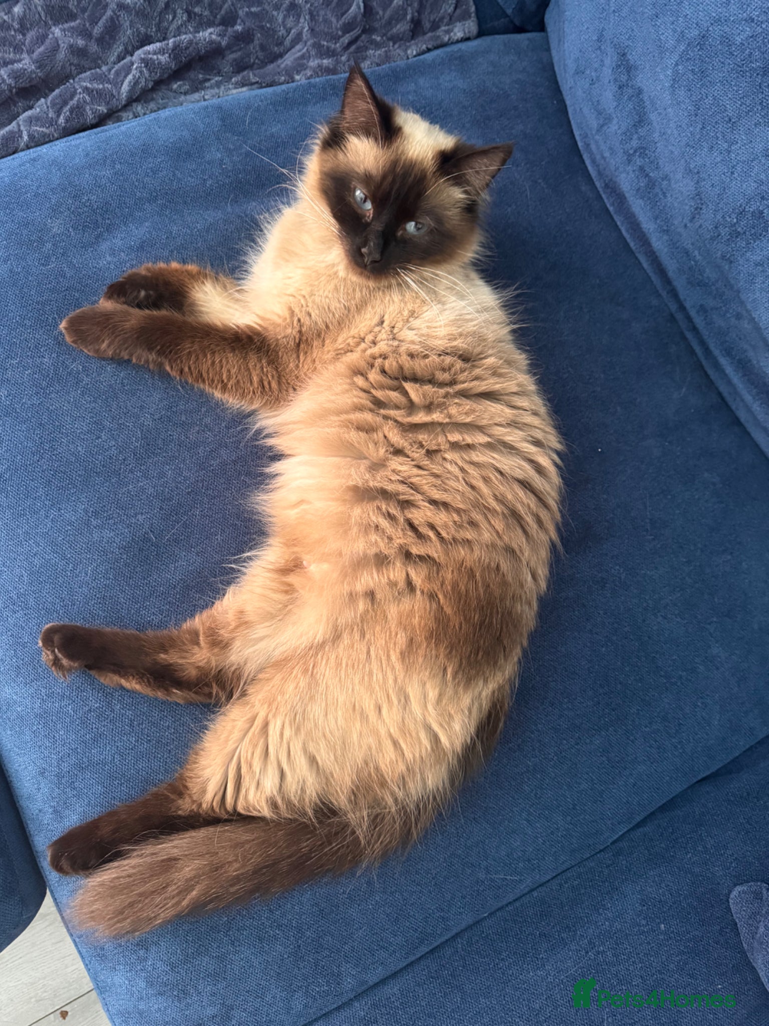 Ragdoll cats Ragdoll x kittens exceptional vet care - Advert 1