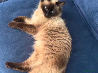 Ragdoll cats Ragdoll kittens exceptional vet care - Advert 1