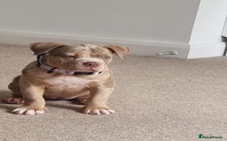 American Bully dogs for sale: Pocket bully  - Image 5