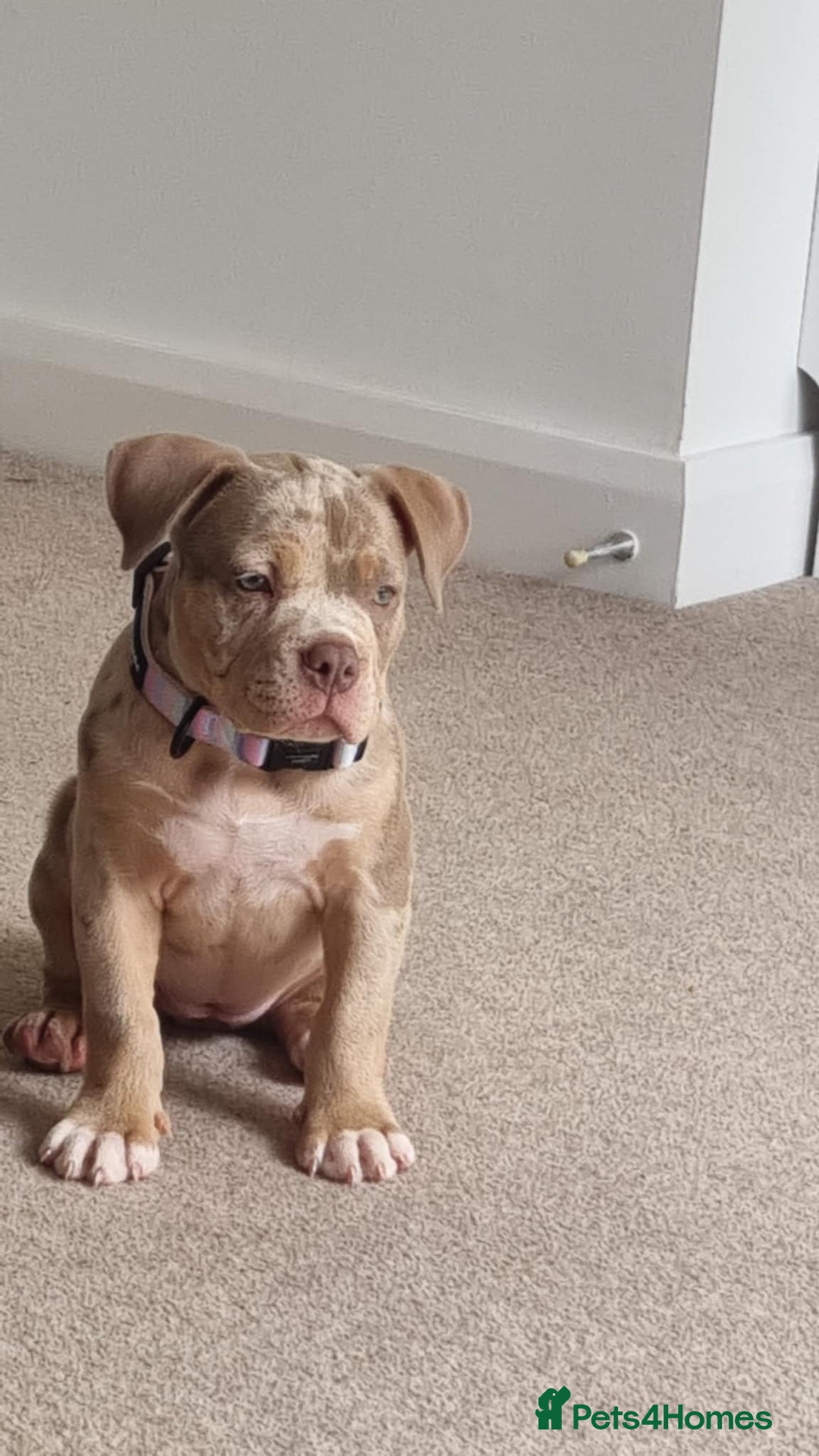 American Bully dogs for sale: Pocket bully  - Image 5