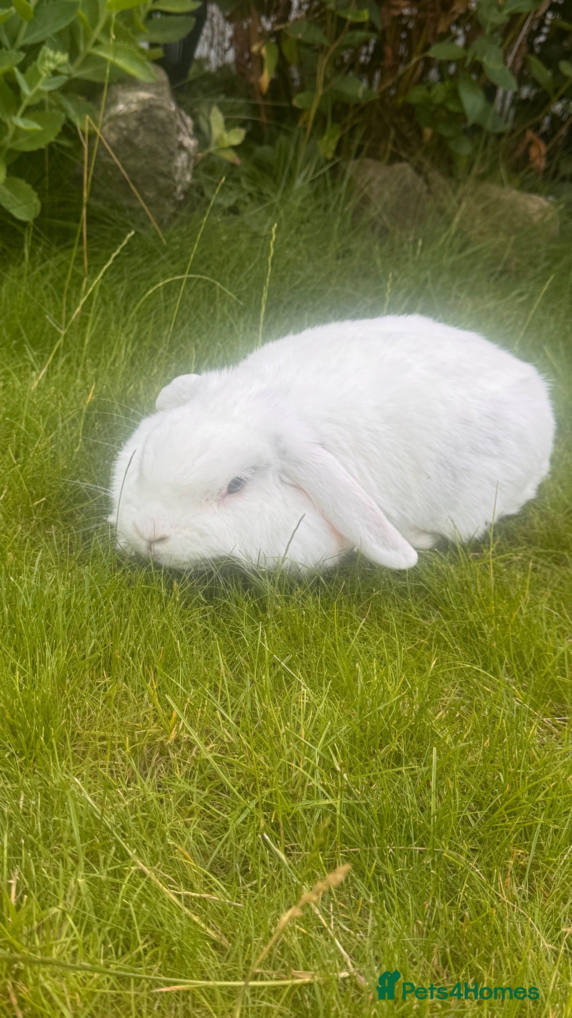 Mini Lop rabbits Mini lop for sale  - Advert 5