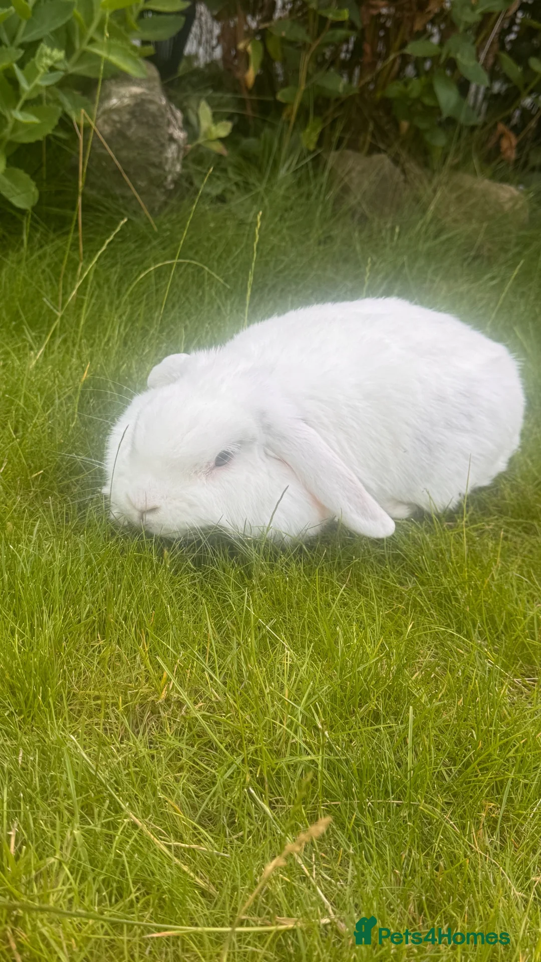 Mini Lop rabbits for sale: Mini lop for sale  - Advert 1