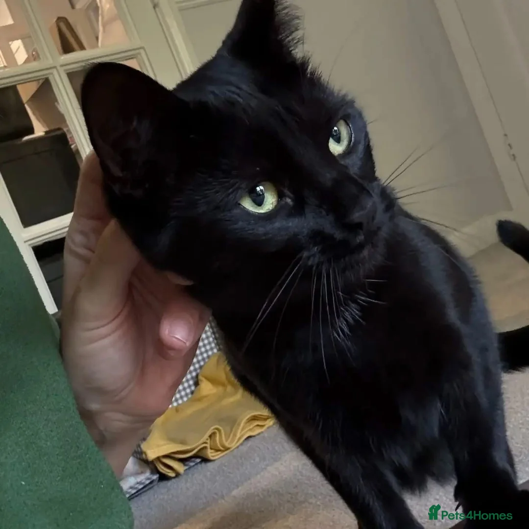 Domestic Shorthair cats for adoption: Holly & Ivy, 18 month old sisters   - Advert 4