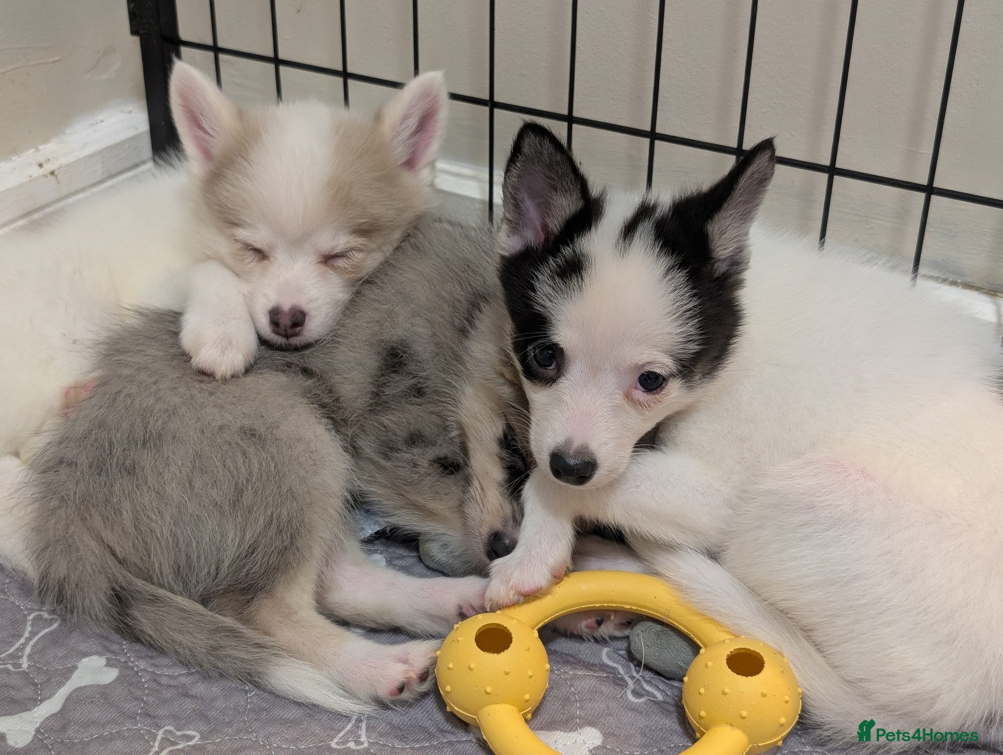 Pomsky dogs Ready to go Stunning F3 Pomsky Puppies Rare Colors - Advert 12