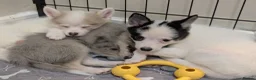 Pomsky dogs for sale: Stunning F3 Pomsky Puppies! - Advert 4