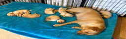 Goldador dogs for sale: Golden Retriever Labrador Puppies - Advert 24