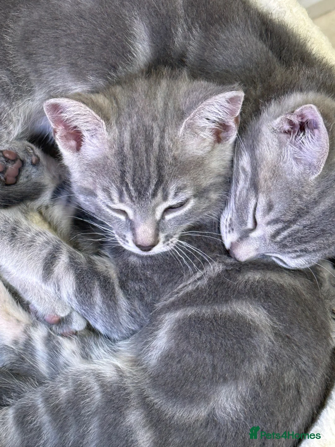 Mixed Breed cats for sale: Beautiful kittens for sale - Advert 2