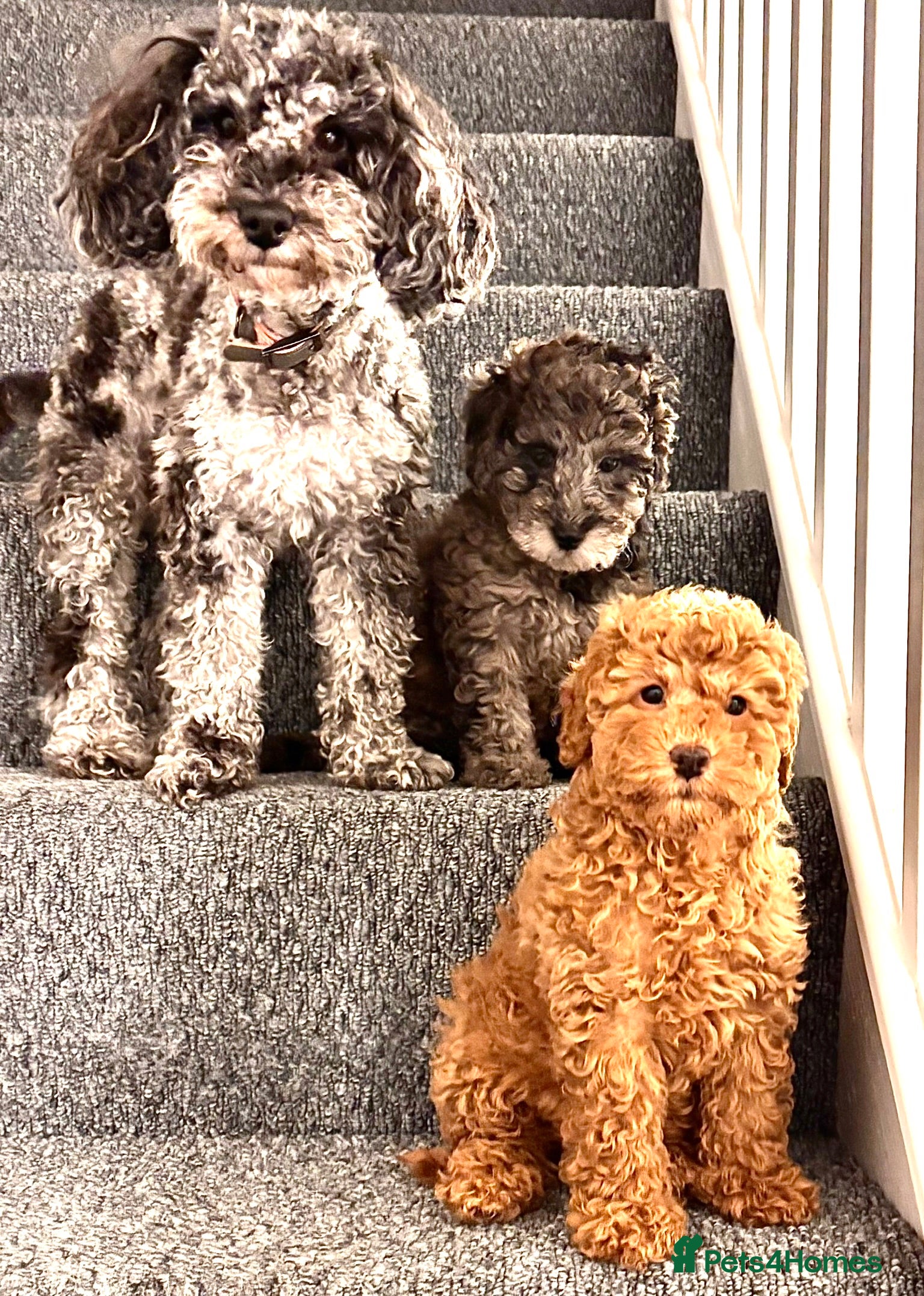 Mixed Breed dogs Smaller sized toy x mini poodle puppies  - Advert 19