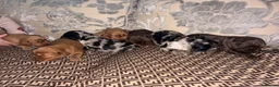 Cocker Spaniel dogs for sale: Cocker spaniel puppy’s  - Advert 15