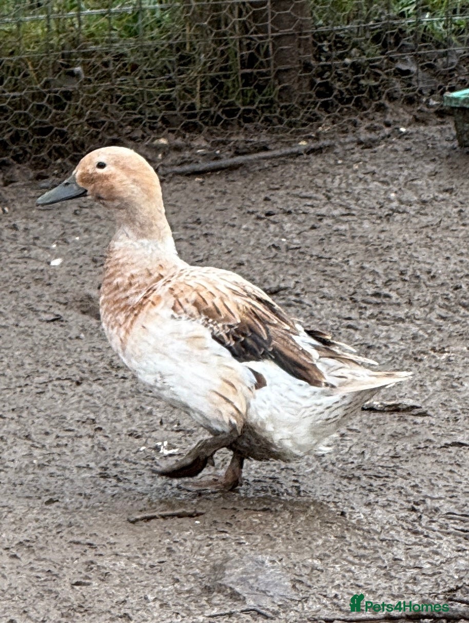 Ducks poultry Welsh Harlequin Ducks - Advert 7