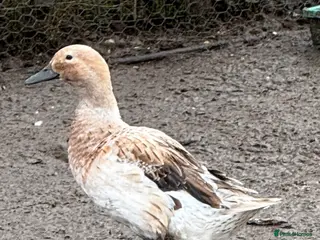 Ducks poultry Welsh Harlequin Ducks - Advert 7