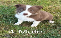 Welsh Collie dogs for sale: Stunning Welsh Border Collie Puppies – Rare Colour - Image 4