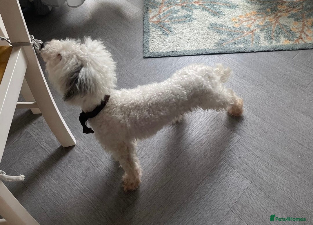 Toy Poodle dogs for sale: Toy poodle  - Advert 2