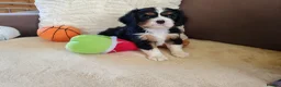 Cavalier King Charles Spaniel dogs for sale: Kc Beautiful puppies for sale. - Advert 19