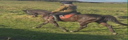 Irish Thoroughbred horses for sale: 15hh 5 year old gelding in Bargoed - Advert 21