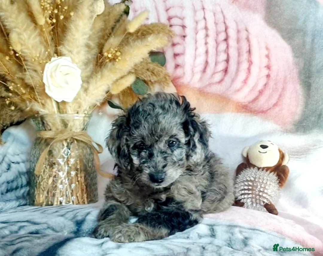 Mixed Breed dogs for sale: STUNNING RARE COLOURS F1B GOLDENDOODLE LITTER - Advert 4