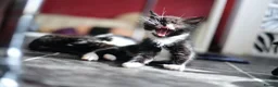 Mixed Breed cats for sale: Tuxedo Kitten looking 4 a home - Advert 15