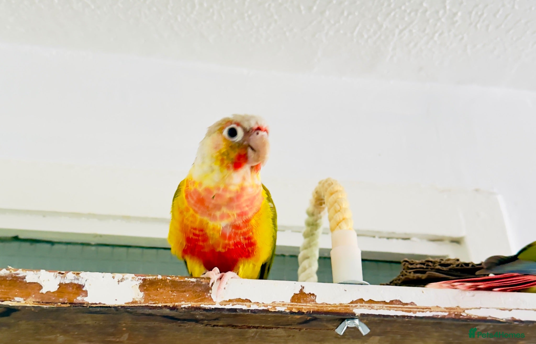 Conures birds 🦜 Two Beautiful Pineapple Conure  🦜 - Advert 2
