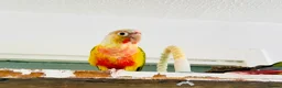 Conures birds for sale: 🦜 Two Beautiful Pineapple Conure  🦜 - Advert 2