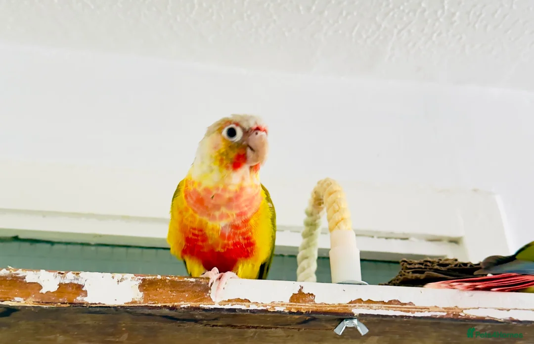 Conures birds for sale: 🦜 Two Beautiful Pineapple Conure  🦜 - Advert 2